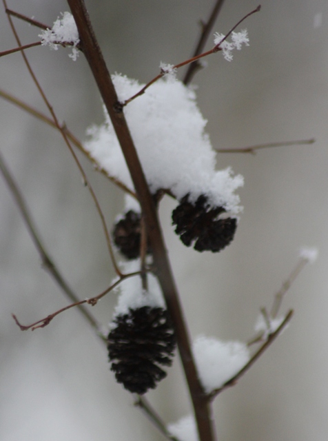 Hiver 2013 - Sous la neige